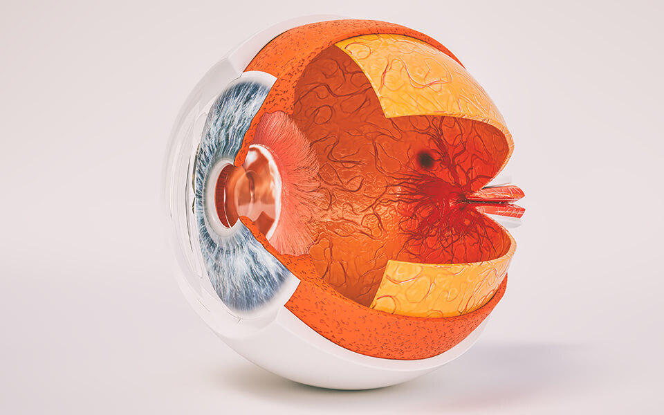 Retina: Anatomy, Function, and Treatment